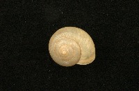 藏品(扁蝸牛)的圖片